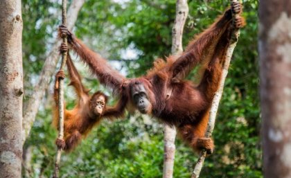 An orange orangutan swinging on a branch in thick jungle 
